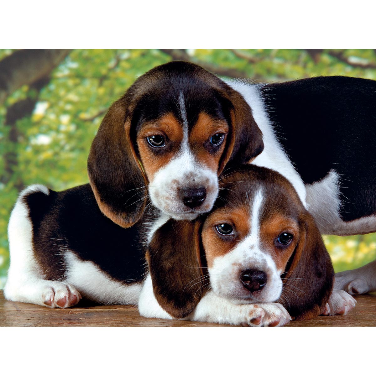 PUZZLE CHIENS – 500 PIÈCES – CLEMENTONI 🔶