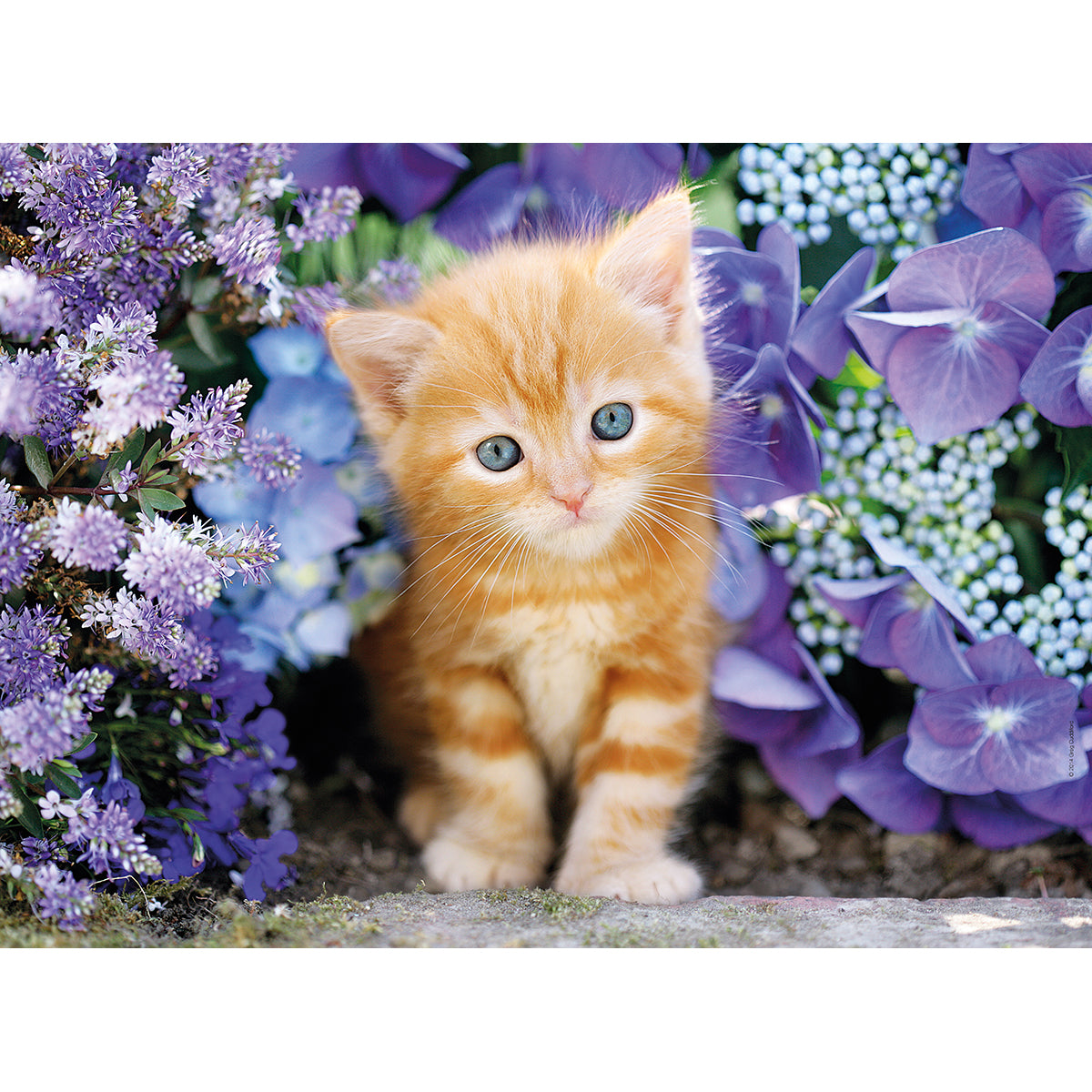 PUZZLE CHATON ROUX – 500 PIÈCES – CLEMENTONI 🔶