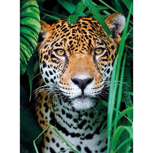 PUZZLE JAGUAR DANS LA JUNGLE – 500 PIÈCES – CLEMENTONI 🔶