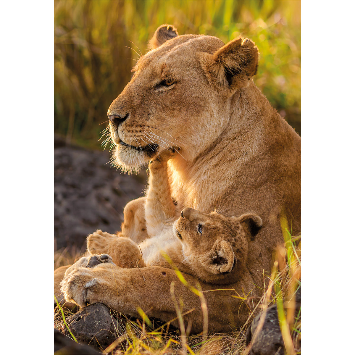 PUZZLE LION 500 PIÈCES – CLEMENTONI