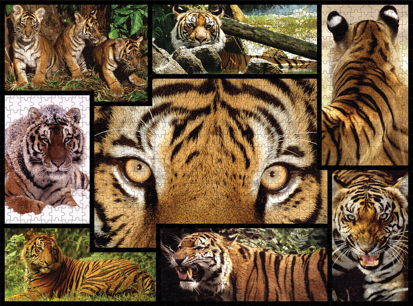 TIGRE 1000 PIÈCES