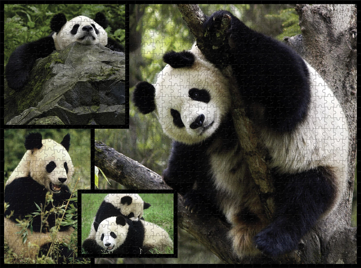 PANDA 1000 PIÈCES