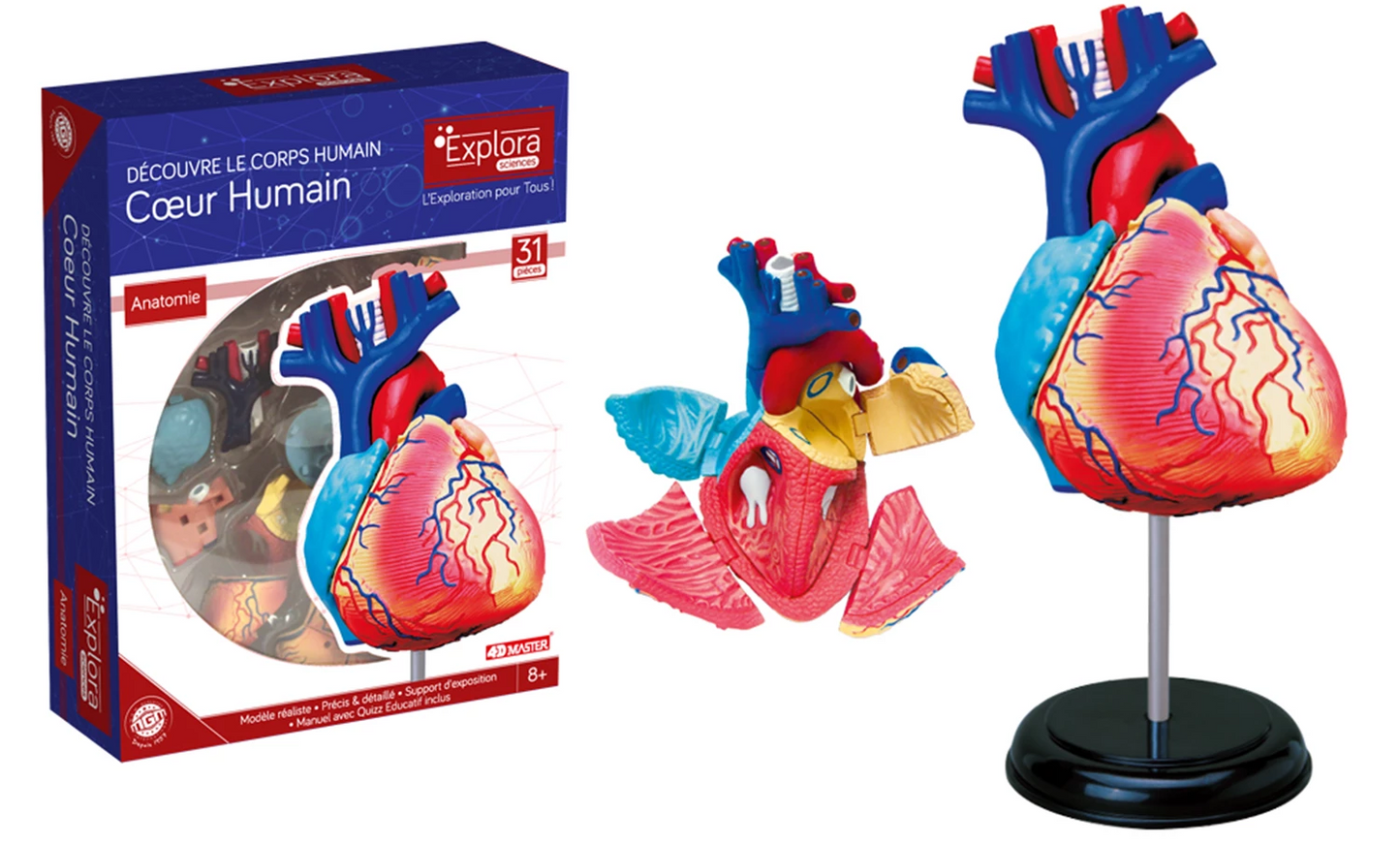 EXPLORA KIT ANATOMIE DU CŒUR 31 PIÈCES (FR)