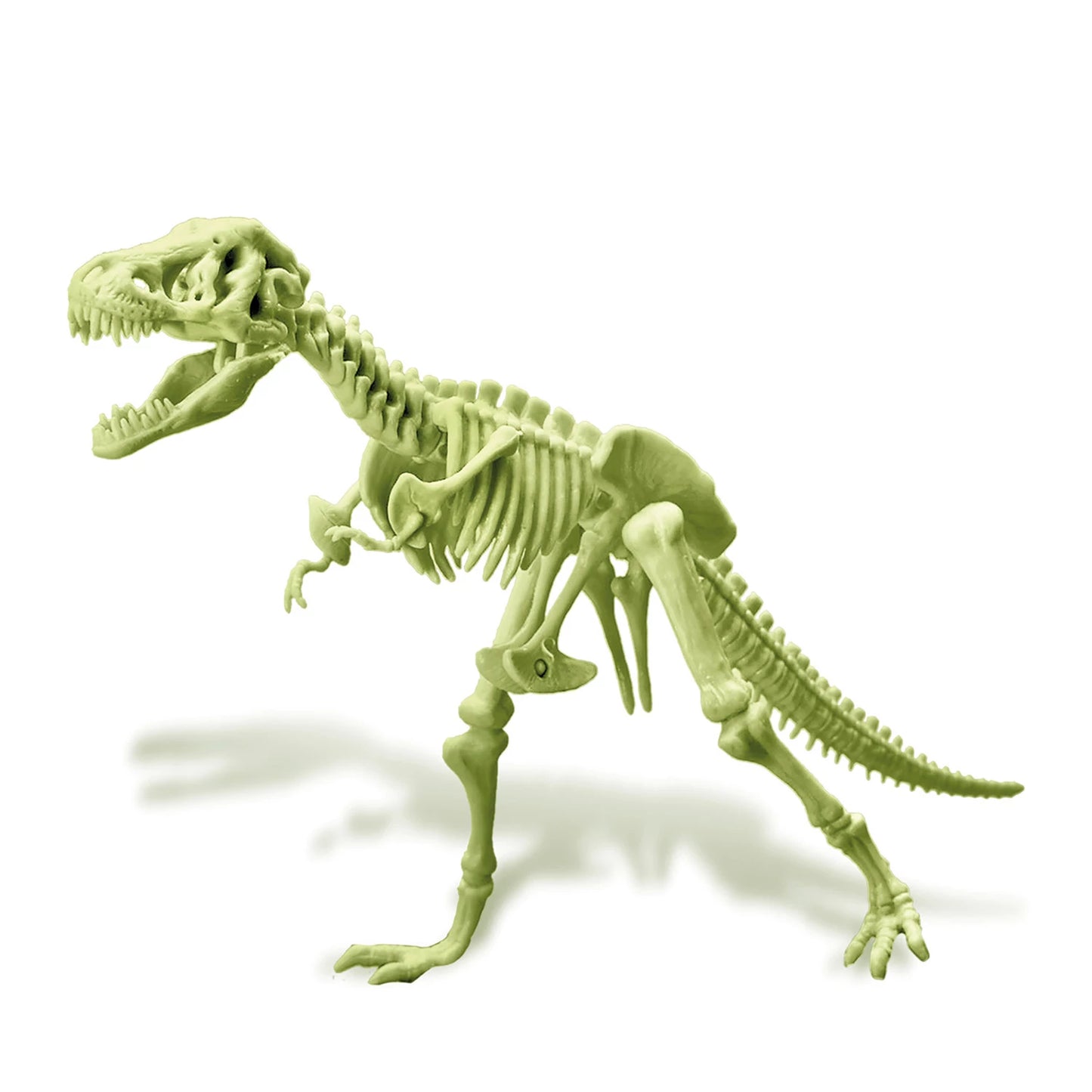 SQUELETTE DE T-REX LUMINEUX