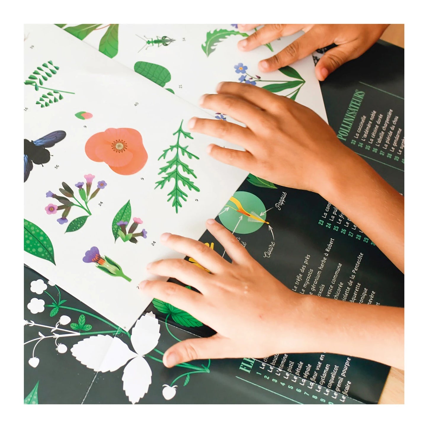 ADESIVI PER POSTER DIDATTICI DI BOTANICA