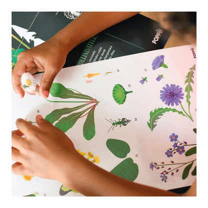 ADESIVI PER POSTER DIDATTICI DI BOTANICA