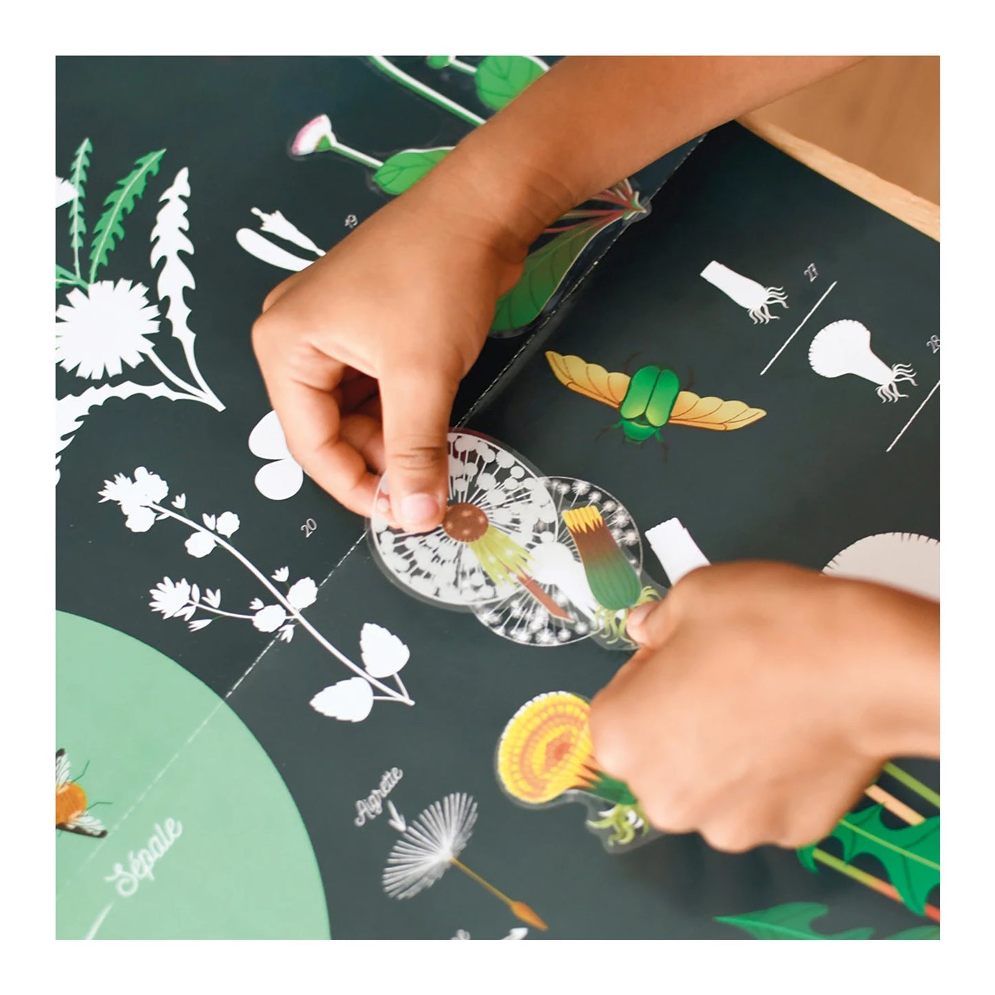 ADESIVI PER POSTER DIDATTICI DI BOTANICA