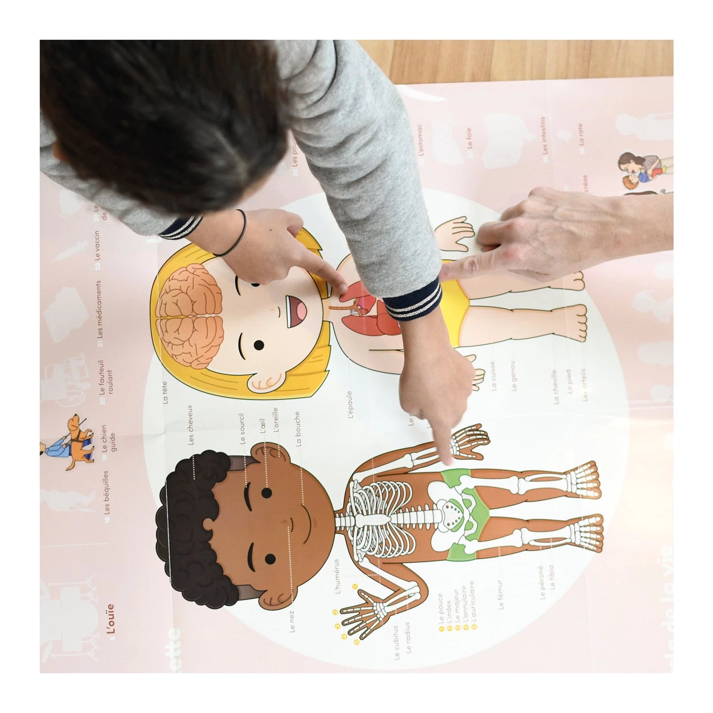 POSTER DIDATTICO ADESIVO CORPO UMANO