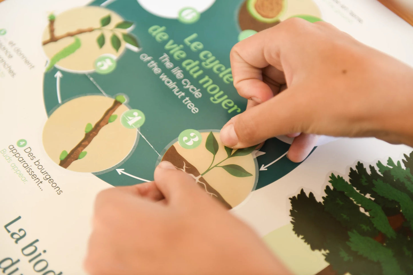POSTER ADESIVI DIDATTICI SUGLI ALBERI