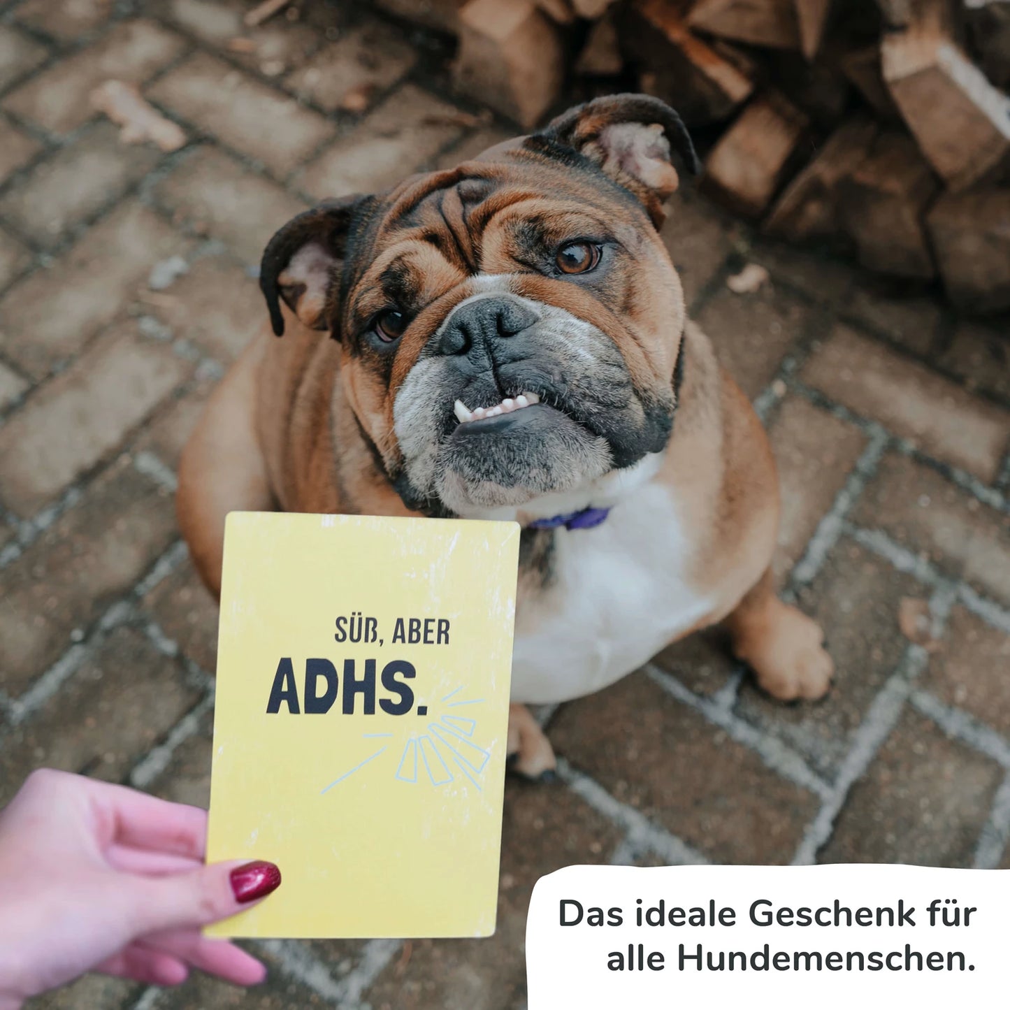SCHEDE DI TRAGUARDO PER CANI (D)