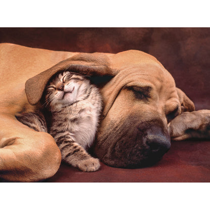 PUZZLE CHIEN ET CHAT – 500 PIÈCES – CLEMENTONI 🔶