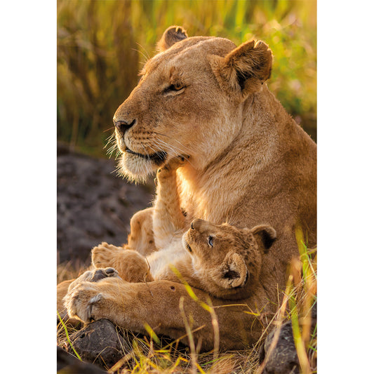 PUZZLE LION 500 PIÈCES – CLEMENTONI