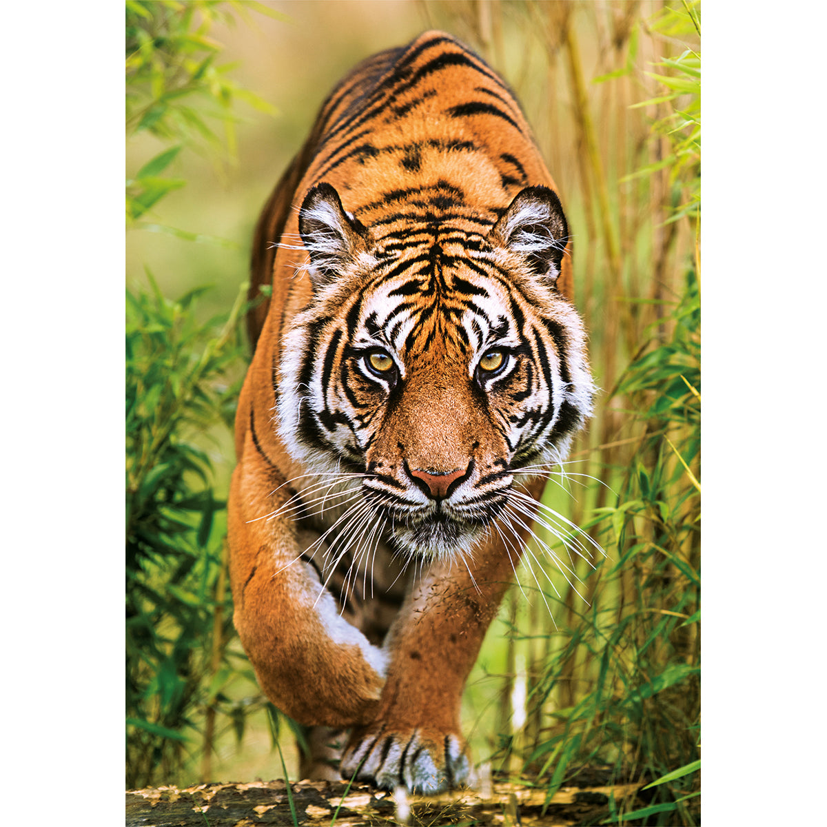 PUZZLE TIGRE 1000 PIÈCES – CLEMENTONI