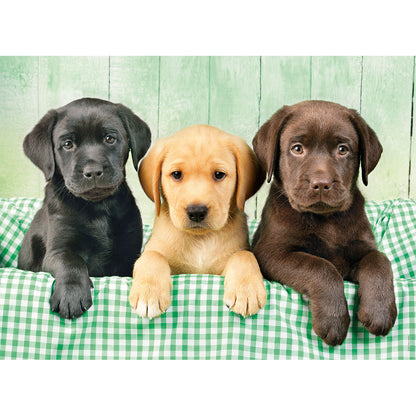PUZZLE 3 LABRADOR – 1000 PIÈCES – CLEMENTONI 🔶
