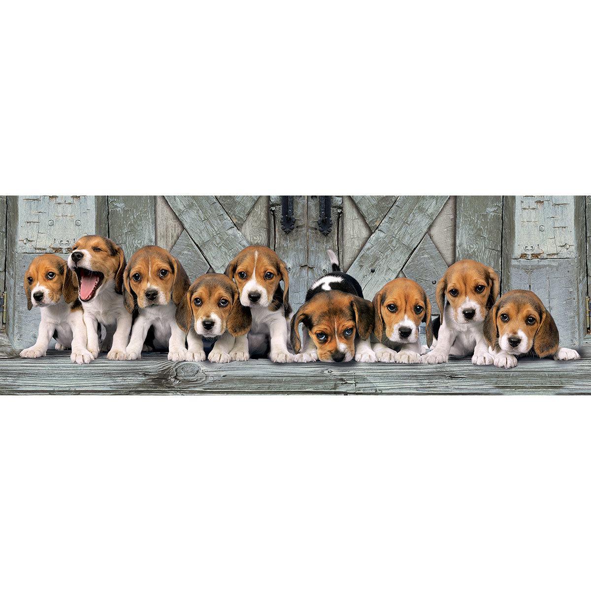 PUZZLE PANORAMIQUE CHIENS BEAGLE – 1000 PIÈCES – CLEMENTONI 🔶