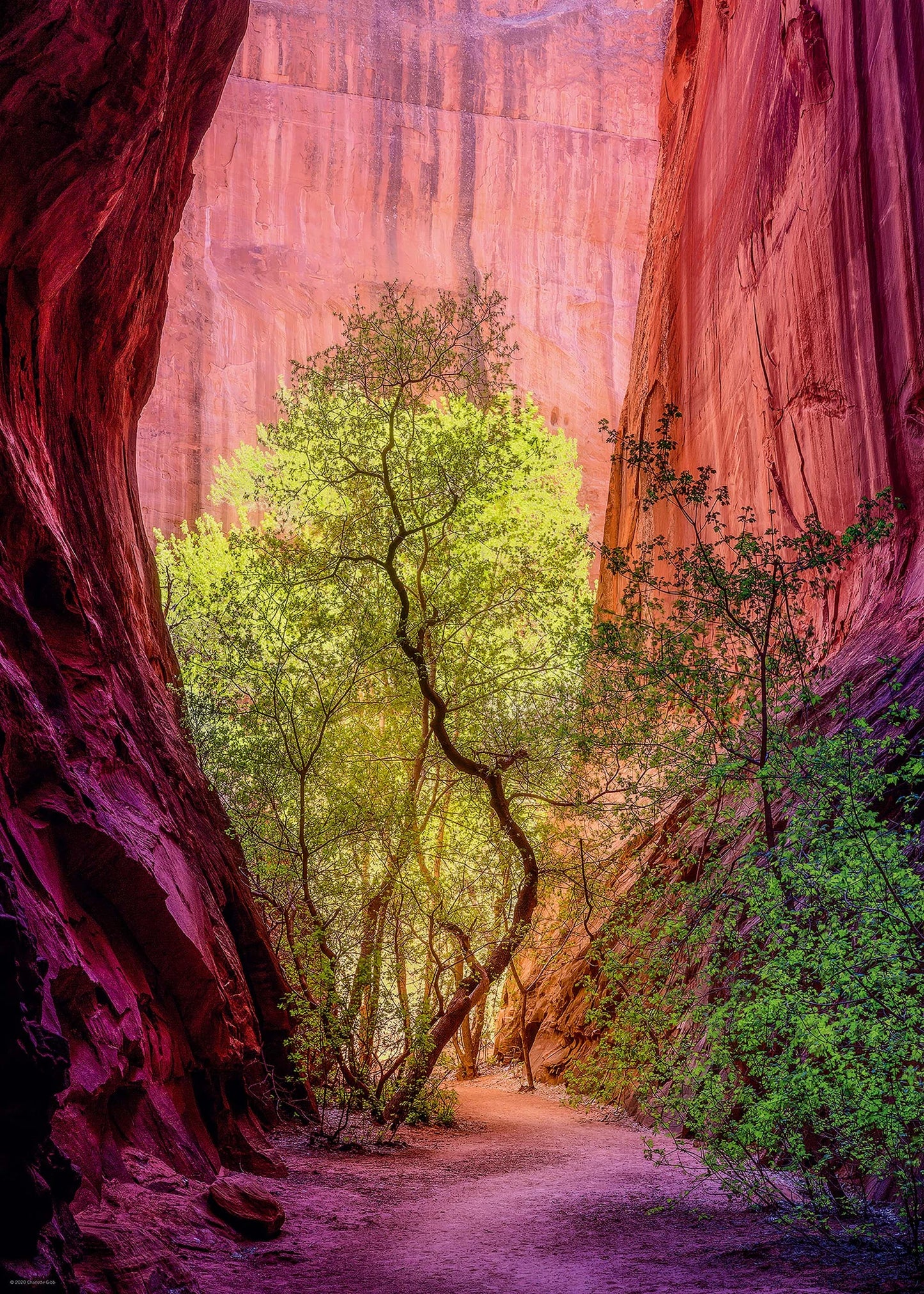 SINGING CANYON STANDARD 1000 PIÈCES