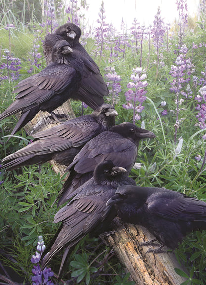 RAVEN RENDEZVOUS 1000 PEZZI