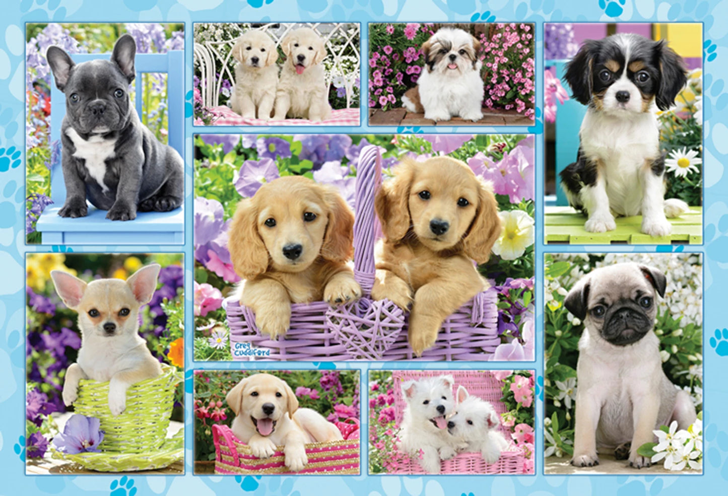 CHIOTS 200 PIÈCES