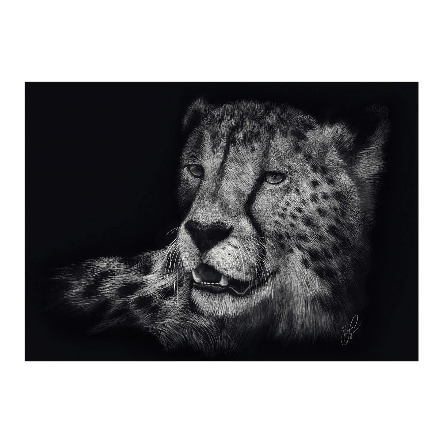CHEETAH: NEL SEGNO DELLA GRAZIA (1000 PEZZI)