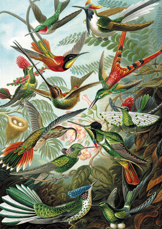 HAECKEL: COLIBRÌ 1000 PEZZI