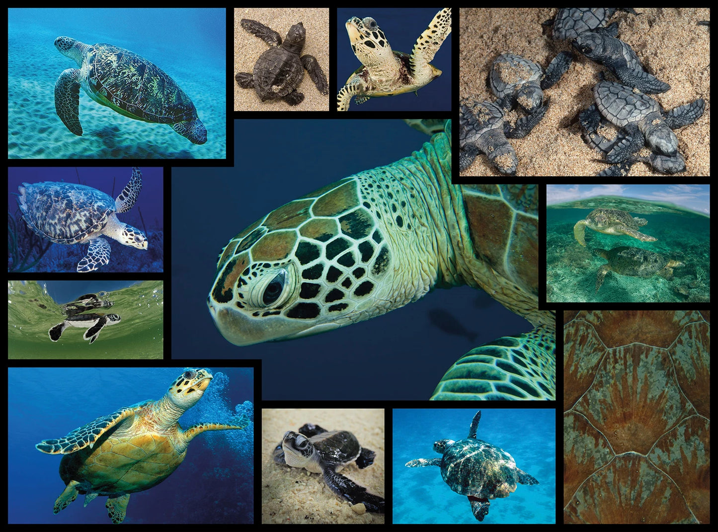 TORTUES DE MER 1000 PIÈCES