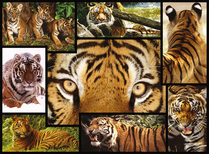 TIGRE 1000 PIÈCES