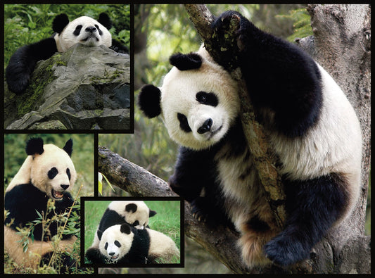 PANDA 1000 PEZZI