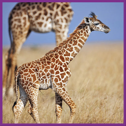 GIRAFFE 100 PEZZI