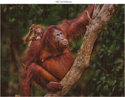 FAMILLES D'ANIMAUX SAUVAGES 3X1000 PIÈCES (DONAL BOYD)
