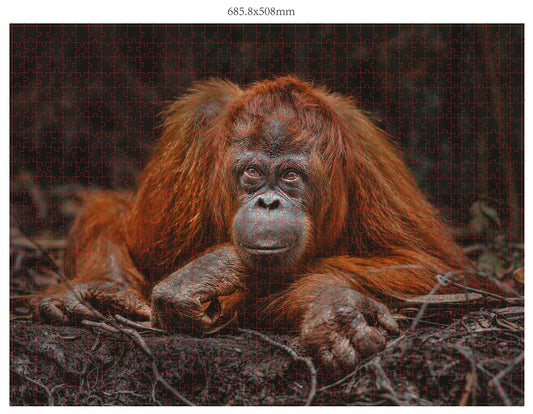 CONTATTO VISIVO CON ANIMALI SELVATICI 3X1000 PEZZI (DONAL BOYD)