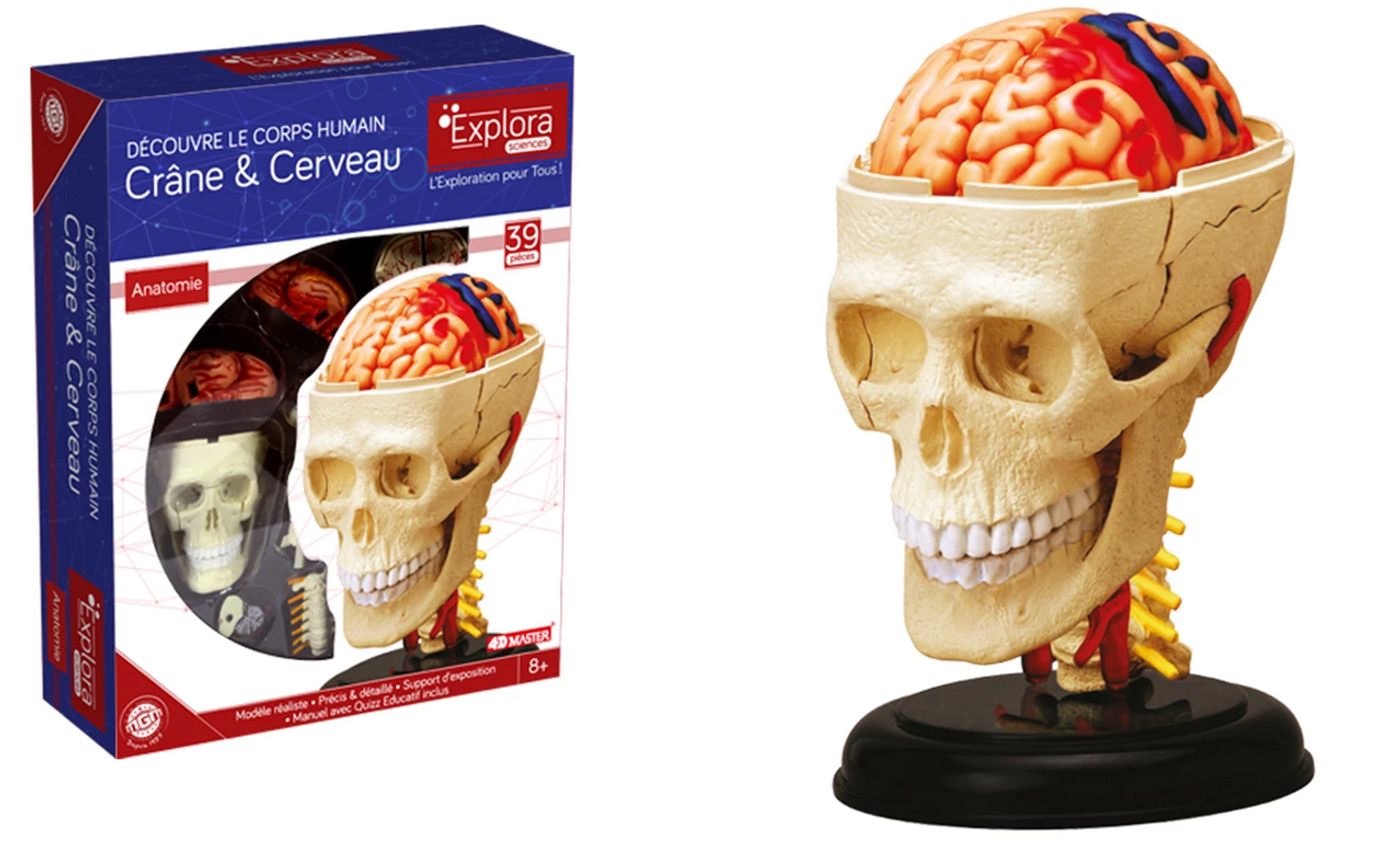 KIT D'EXPLORATION DE L'ANATOMIE DU CRÂNE ET DU CERVEAU 39 PIÈCES (FR)