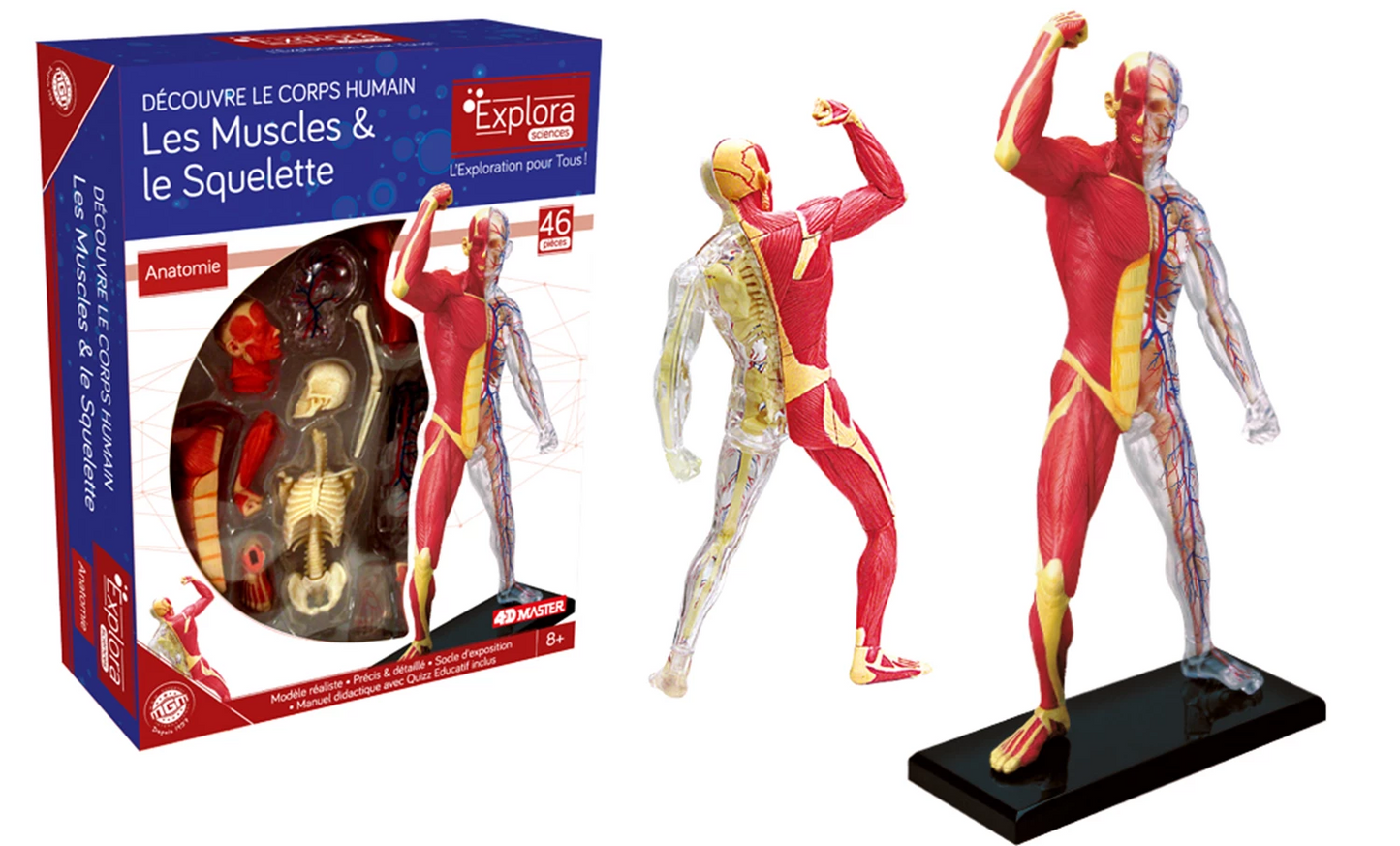 KIT EXPLORA ANATOMIE DU SQUELETTE ET DES MUSCLES 46 PIÈCES (FR)