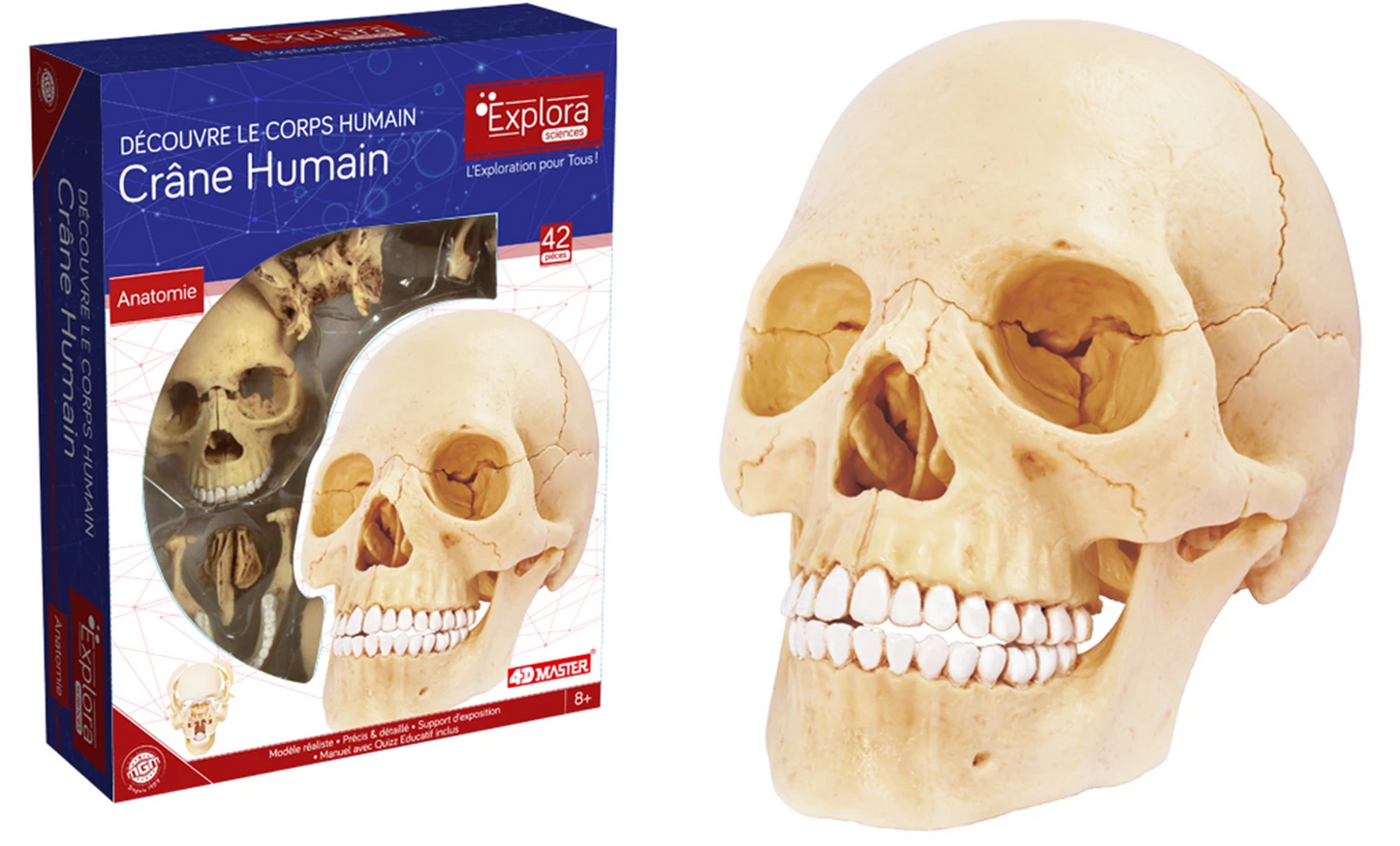 EXPLORA KIT ANATOMIA DELLA GRU UMANA 17PZ (FR)