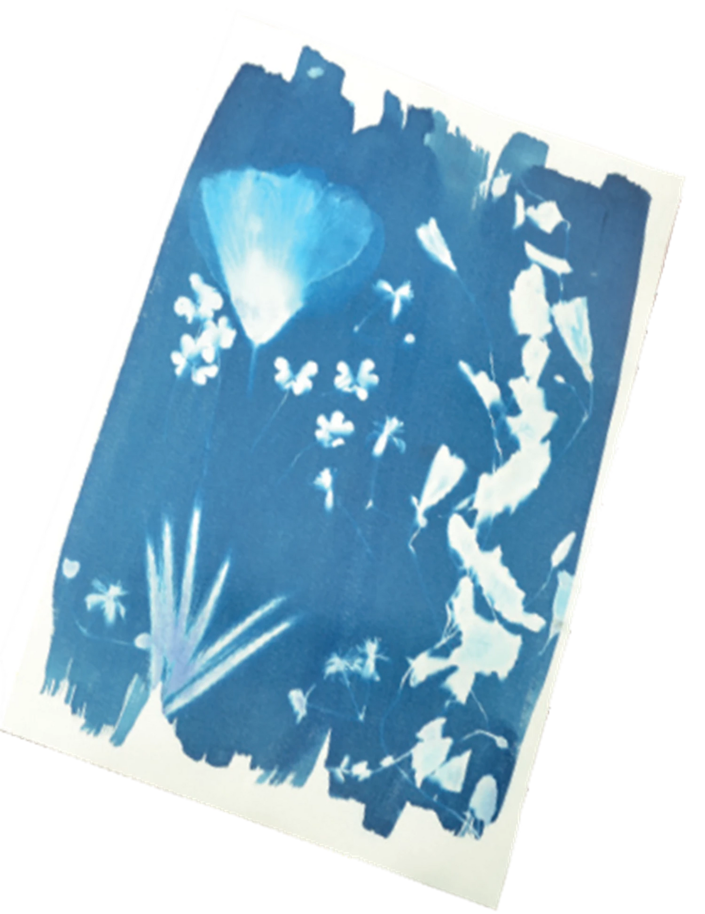 KIT ARTISTIQUE CYANOTYPE