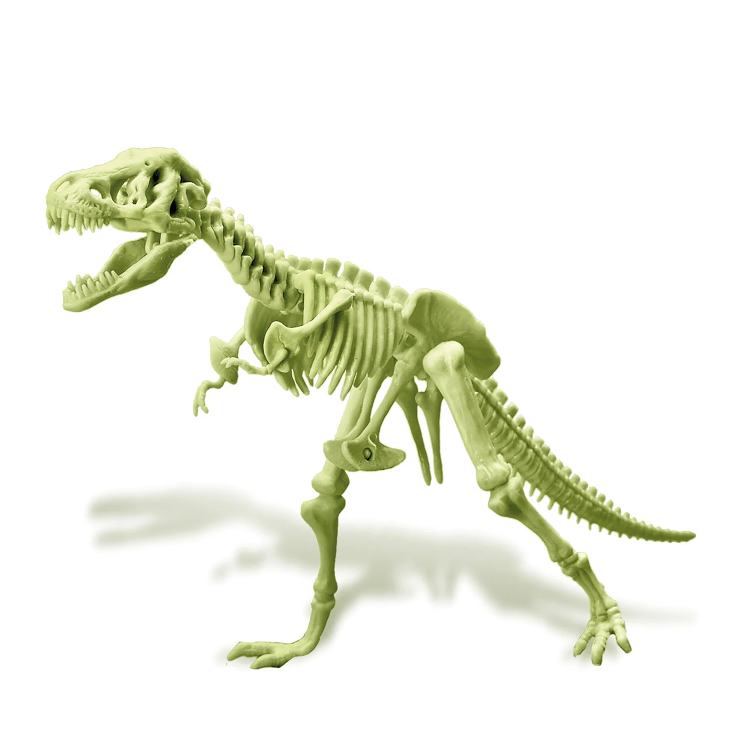 FOSFORESZENZ-DINOSAURIER-SKELETT ZUM BAUEN – 4M